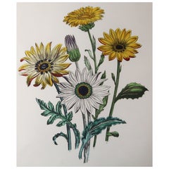 Original Antique Botanical Print After Mrs Loudon, Circa 1840