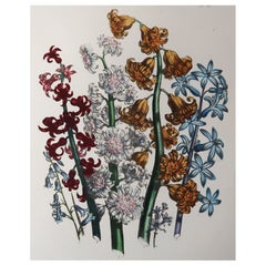 Original Antique Botanical Print After Mrs Loudon, Circa 1840