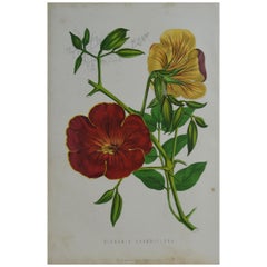 Original Antique Botanical Print - Bignonia Grandiflora. Unframed, circa 1850
