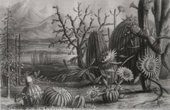 Original Antique Botanical Print, Cactus / Cacti, C.1850