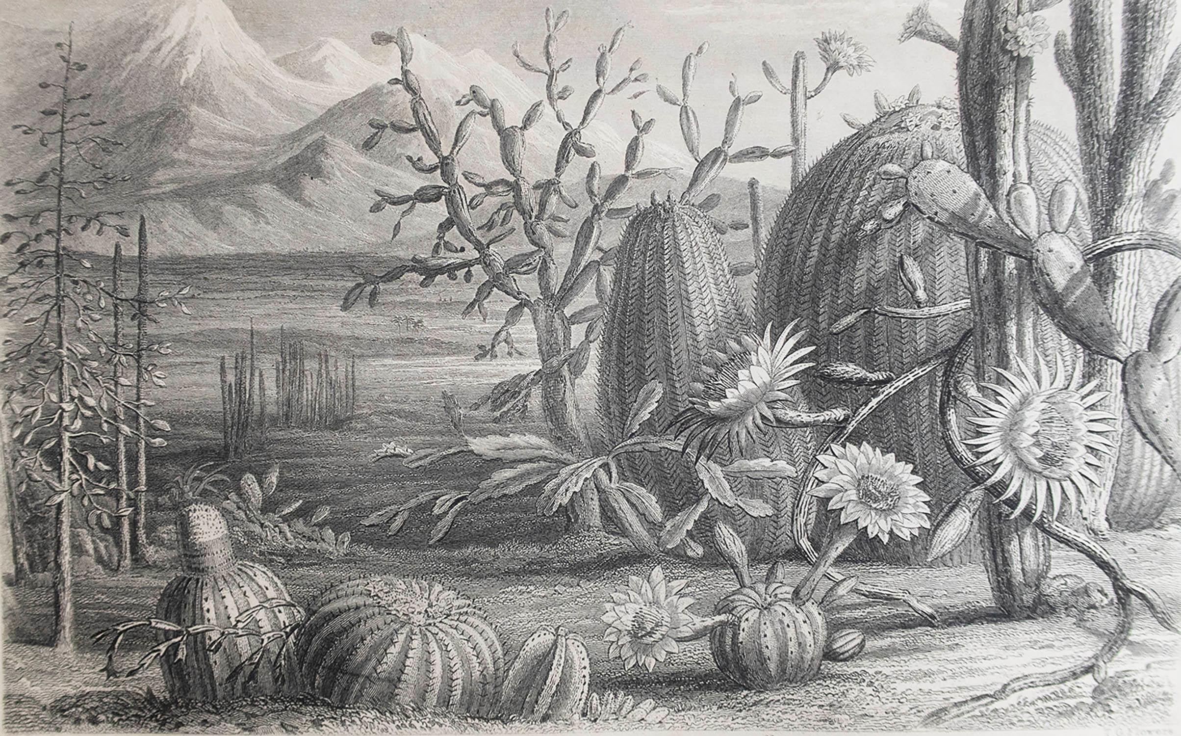 Great image of cacti

Steel engraving by Flowers after W.Fitch

Published by Blackie. C.1870

Unframed.

Free shipping.