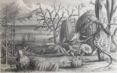 Original Antique Botanical Print, Cactus / Cacti, C.1870