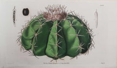 Original Antique Botanical Print- Cactus. Dated 1838