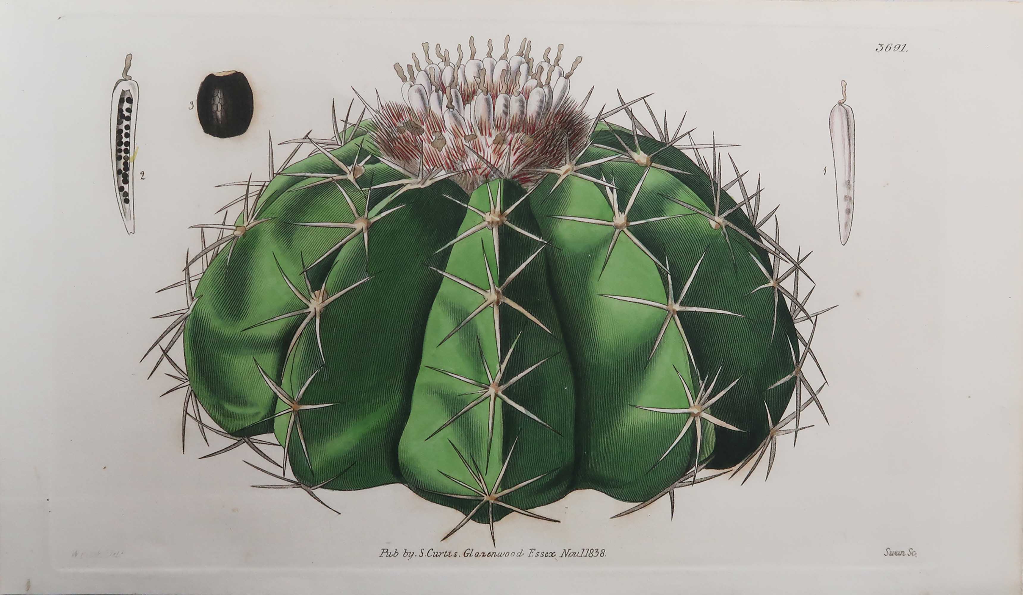 Original Antique Botanical Print- Cactus. Dated 1838 For Sale