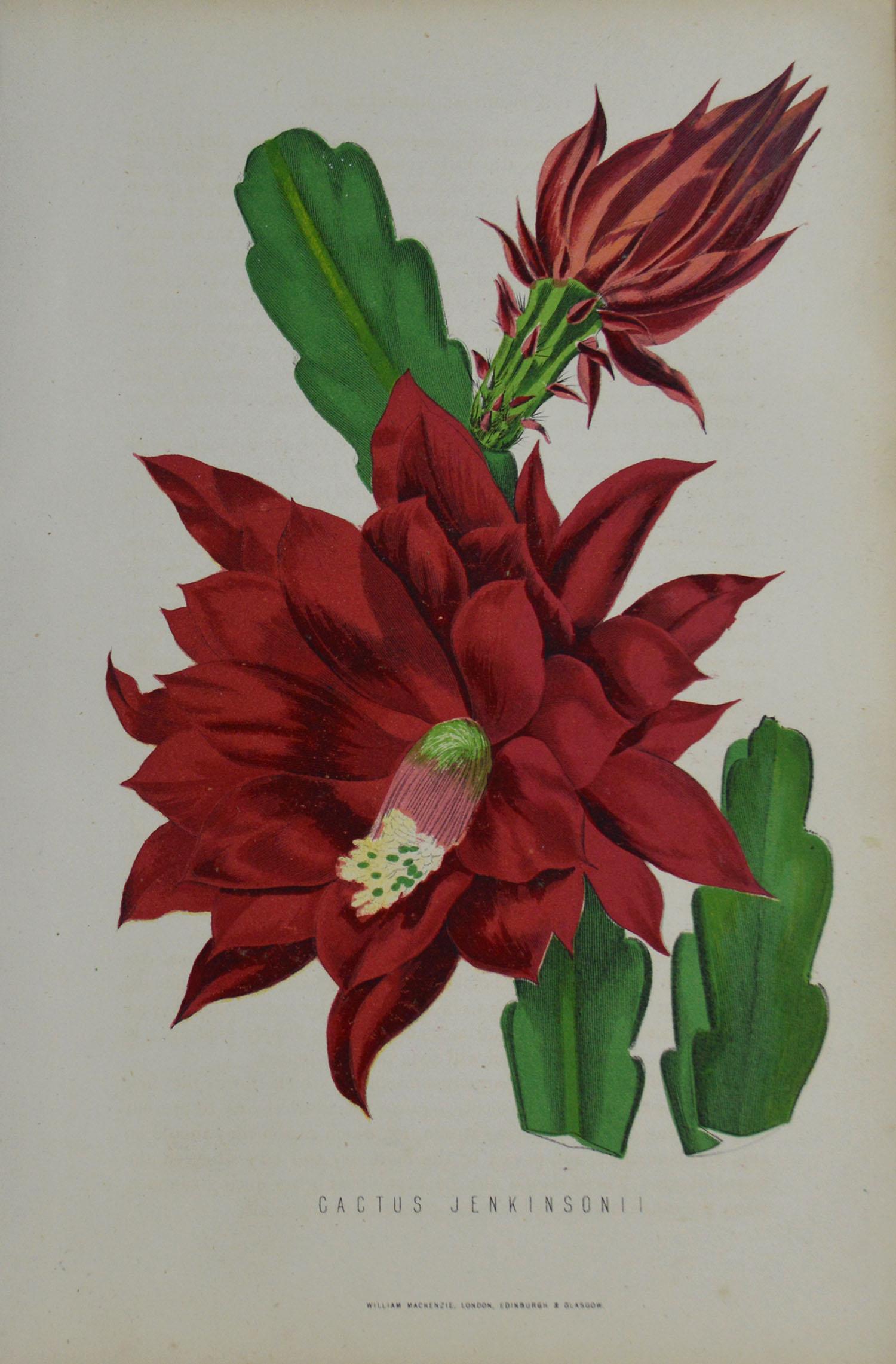 Great image of a cactus Jenkinsonii

Unframed. It gives you the option of perhaps making a set up using your own choice of frames.

Lithograph with original hand color.

Published, circa 1850.








    