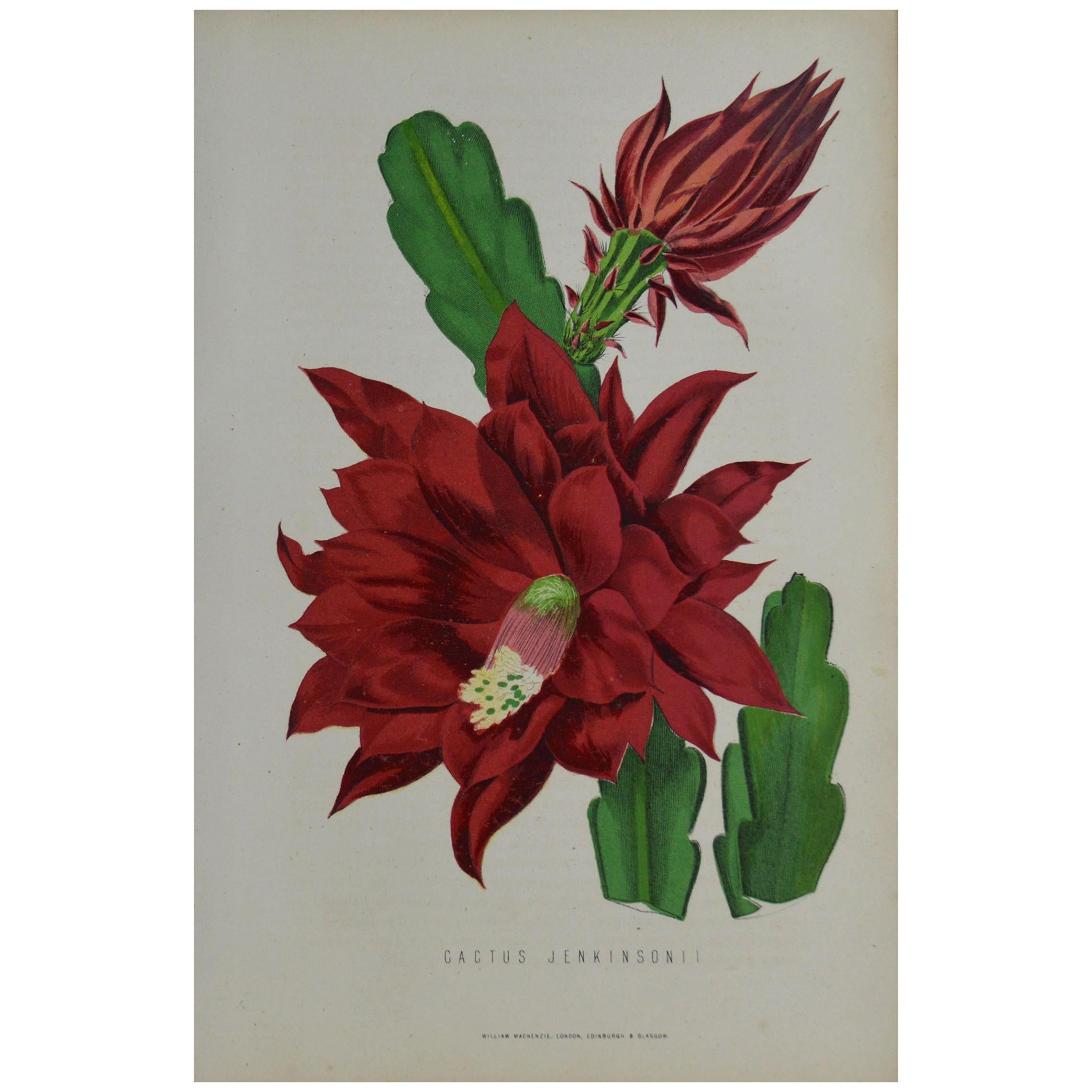 Original Antique Botanical Print - Cactus Jenkinsonii. Unframed, circa 1850