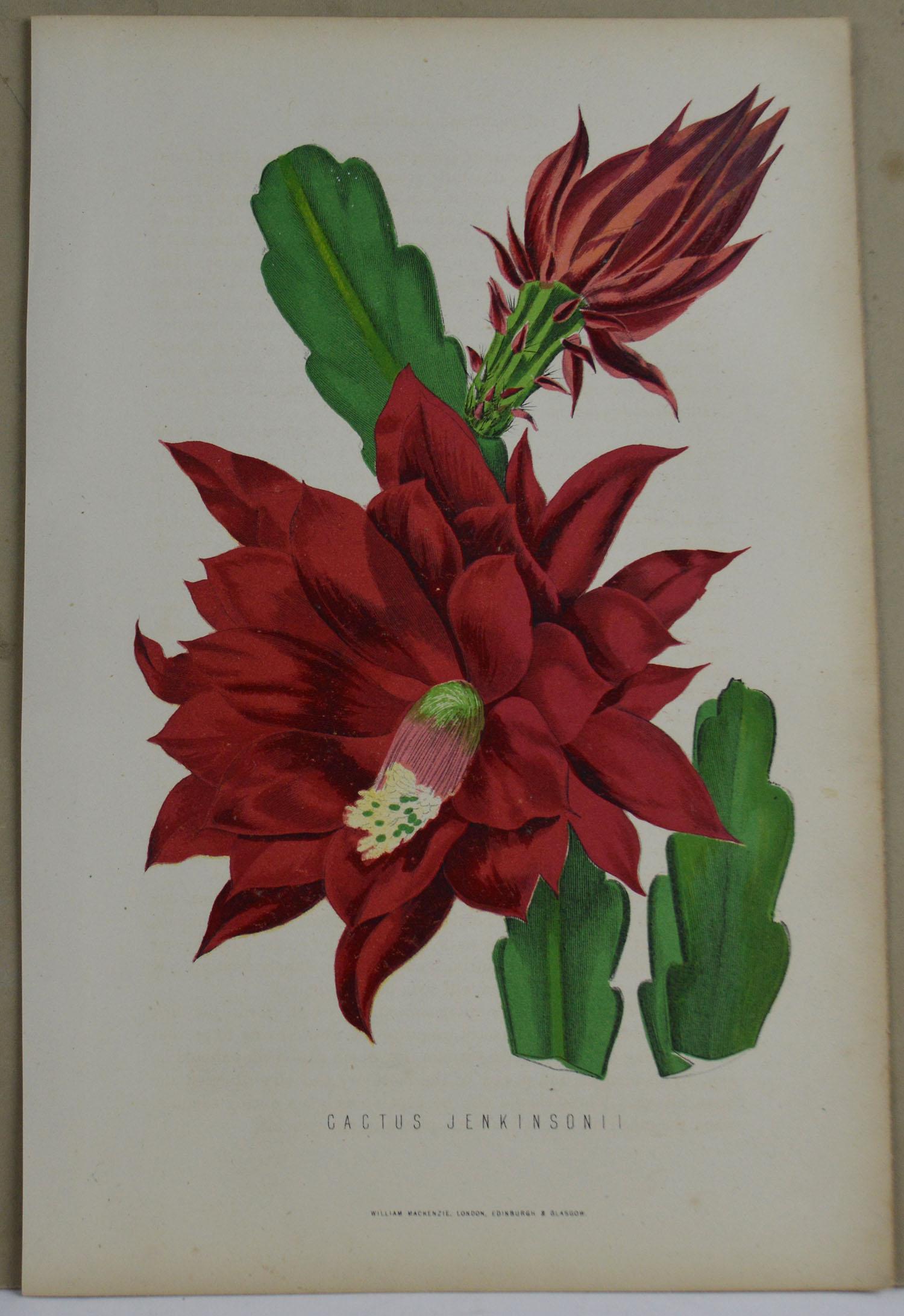 Chinese Export Original Antique Botanical Print, Cactus Jenkinsonii, Unframed, circa 1850