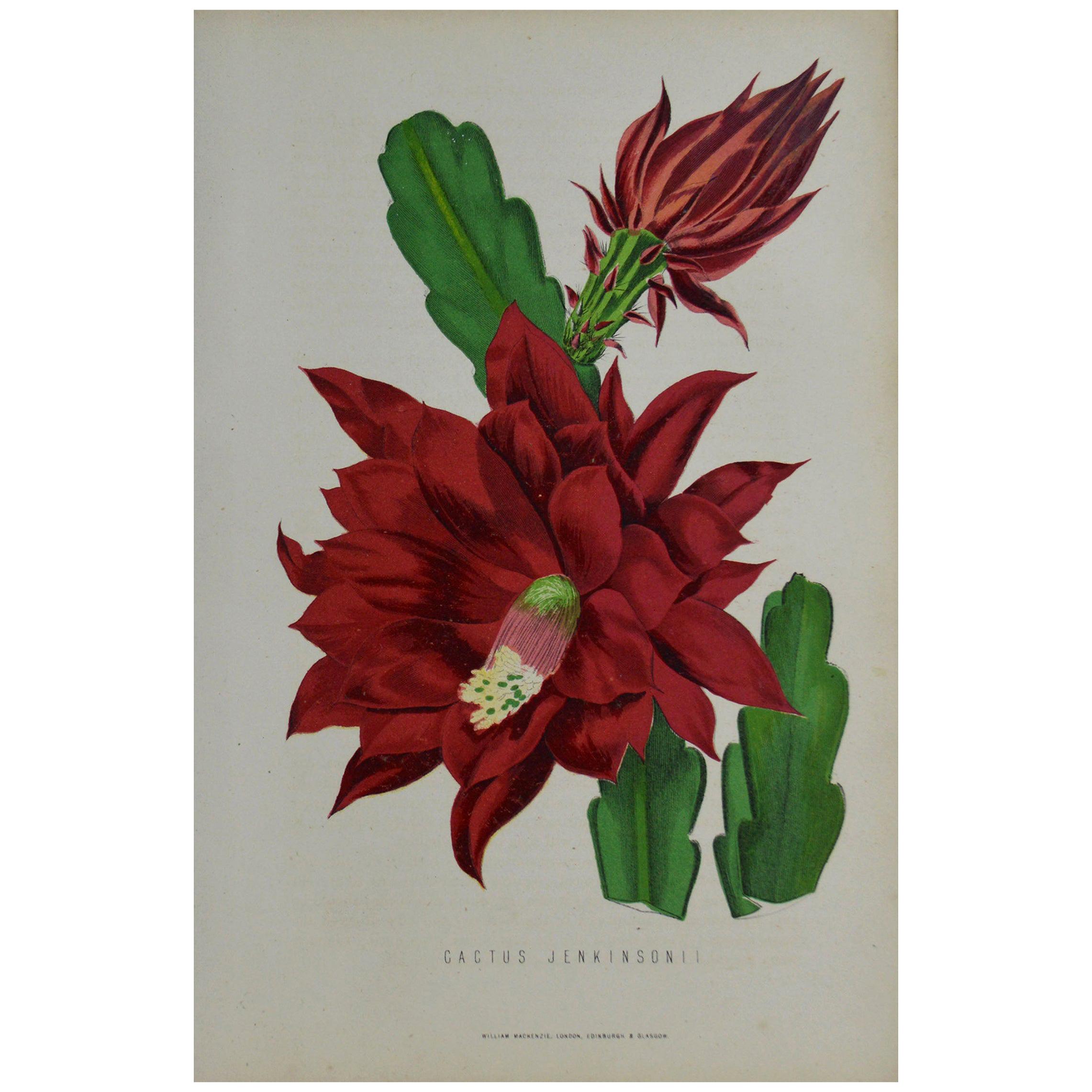 Original Antique Botanical Print, Cactus Jenkinsonii, Unframed, circa 1850