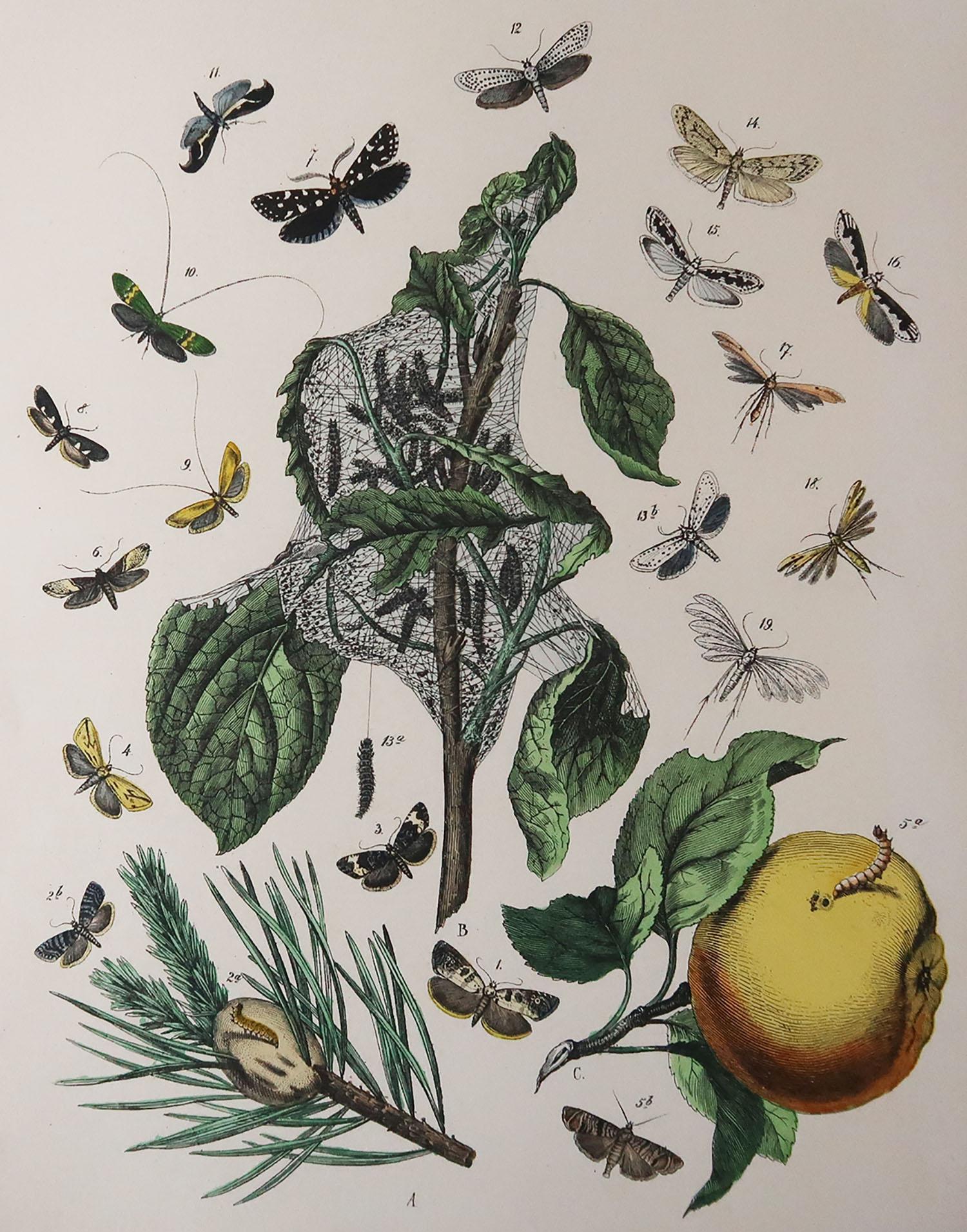 Great image of flowers, butterflies and an orange

Chromo-lithograph 

Original colour

Published C.1880

Unframed.