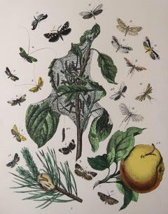 Original Antique Botanical Print, Circa 1880