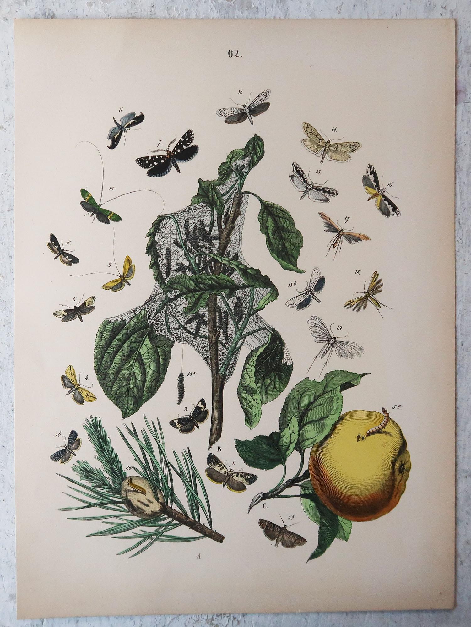 English Original Antique Botanical Print, Circa 1880