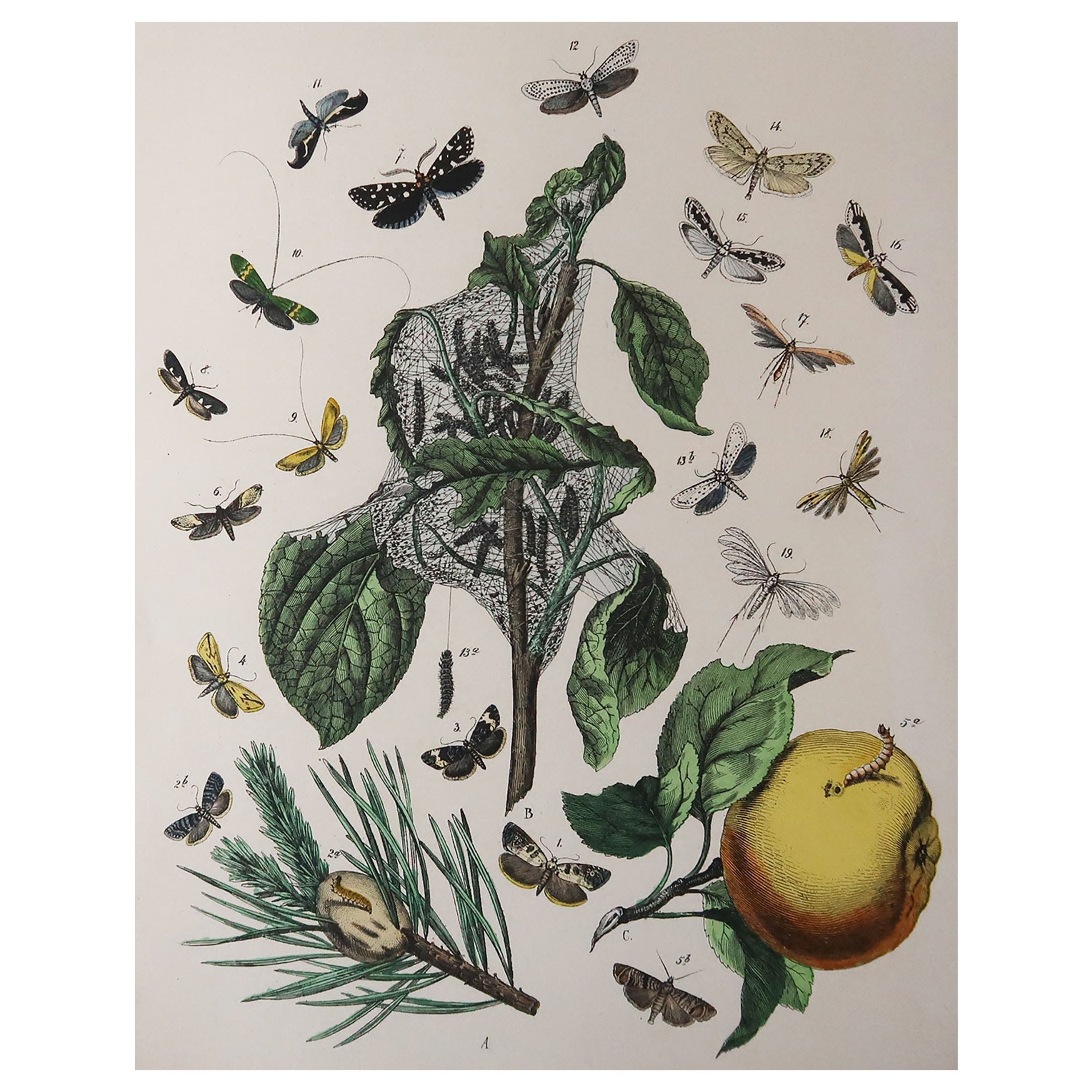 Original Antique Botanical Print, Circa 1880