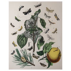 Original Antique Botanical Print, Circa 1880