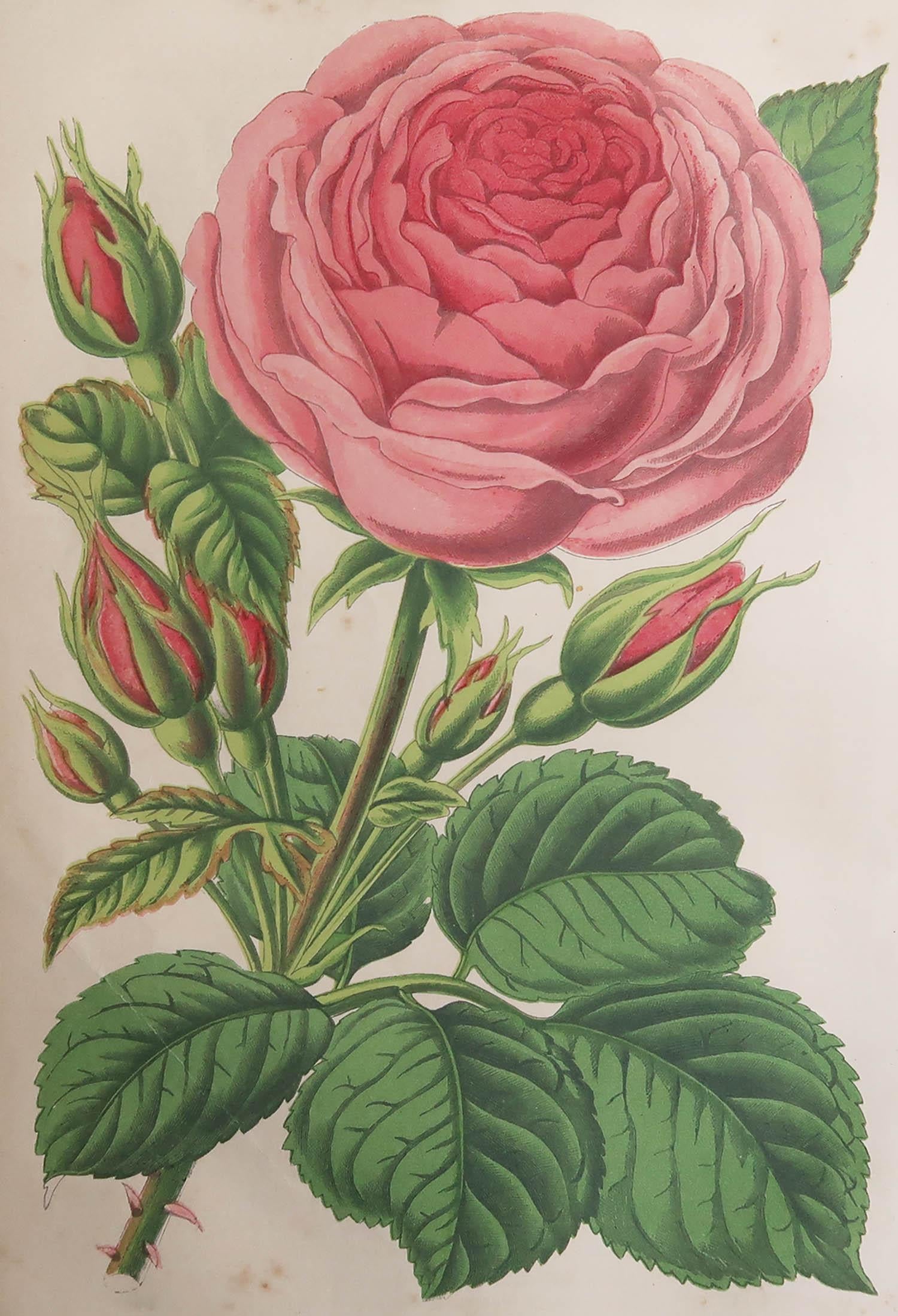 Hübscher botanischer Druck

Chromo-Lithographie

Original Farbe

Veröffentlicht, ca. 1870

Ungerahmt.

Kostenloser Versand


