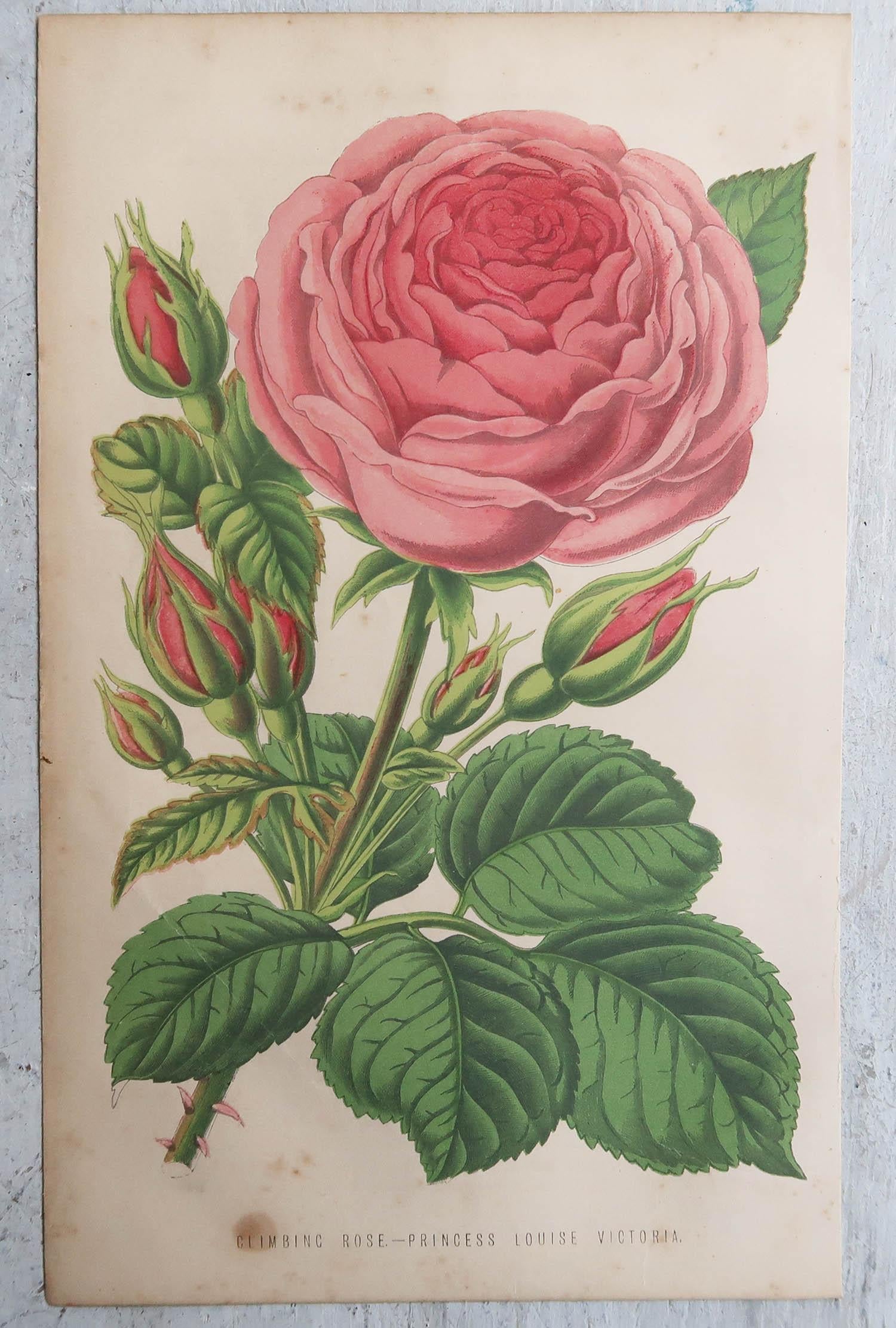Antiker botanischer Originaldruck - Kletterrose, um 1870 (Englisch) im Angebot