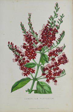 Original Antique Botanical Print - Combretum Purpureum. Unframed, circa 1850