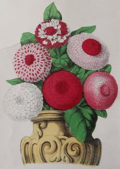 Original Antique Botanical Print, Daisies, Circa 1840
