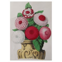 Original Antique Botanical Print, Daisies, Circa 1840