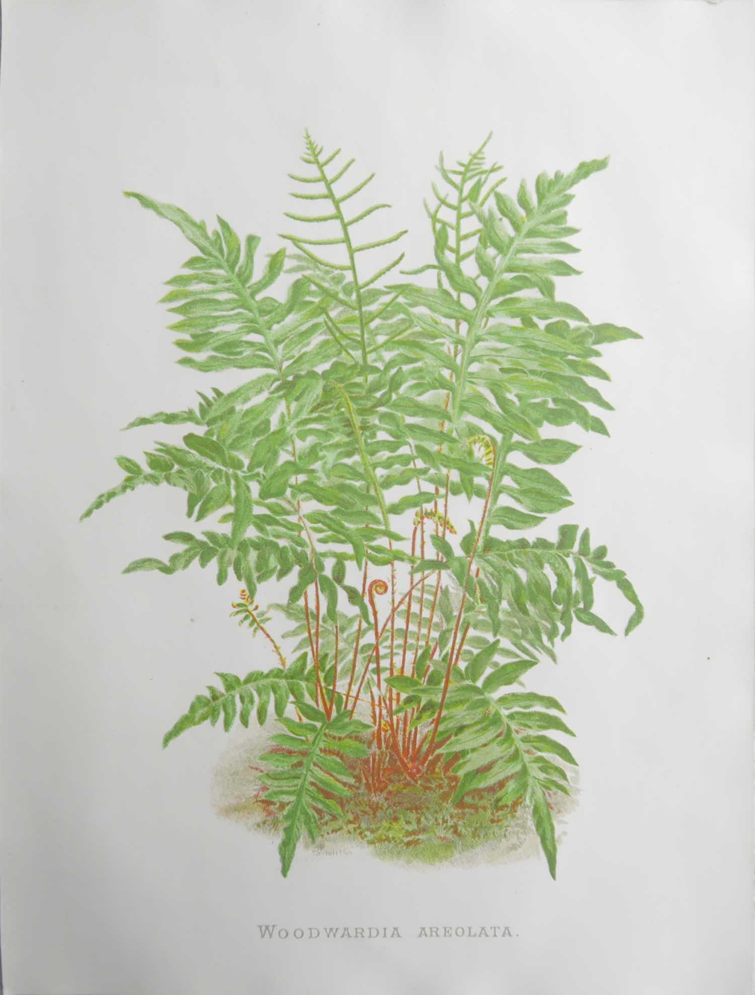 Lovely botanical print

Chromo-lithograph

Original color

Published, circa 1870

Unframed.

Free shipping

