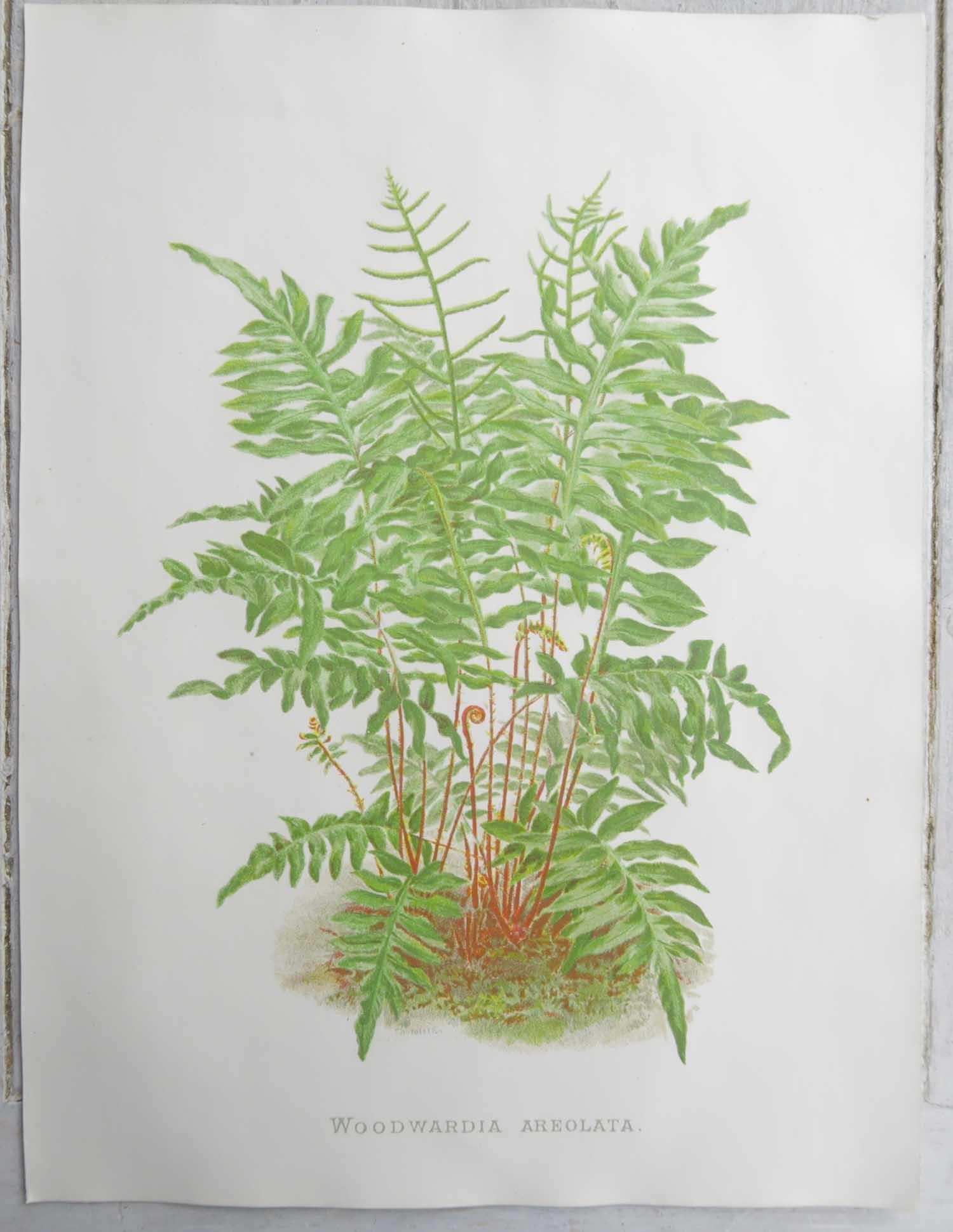 English Original Antique Botanical Print - Fern, circa 1870