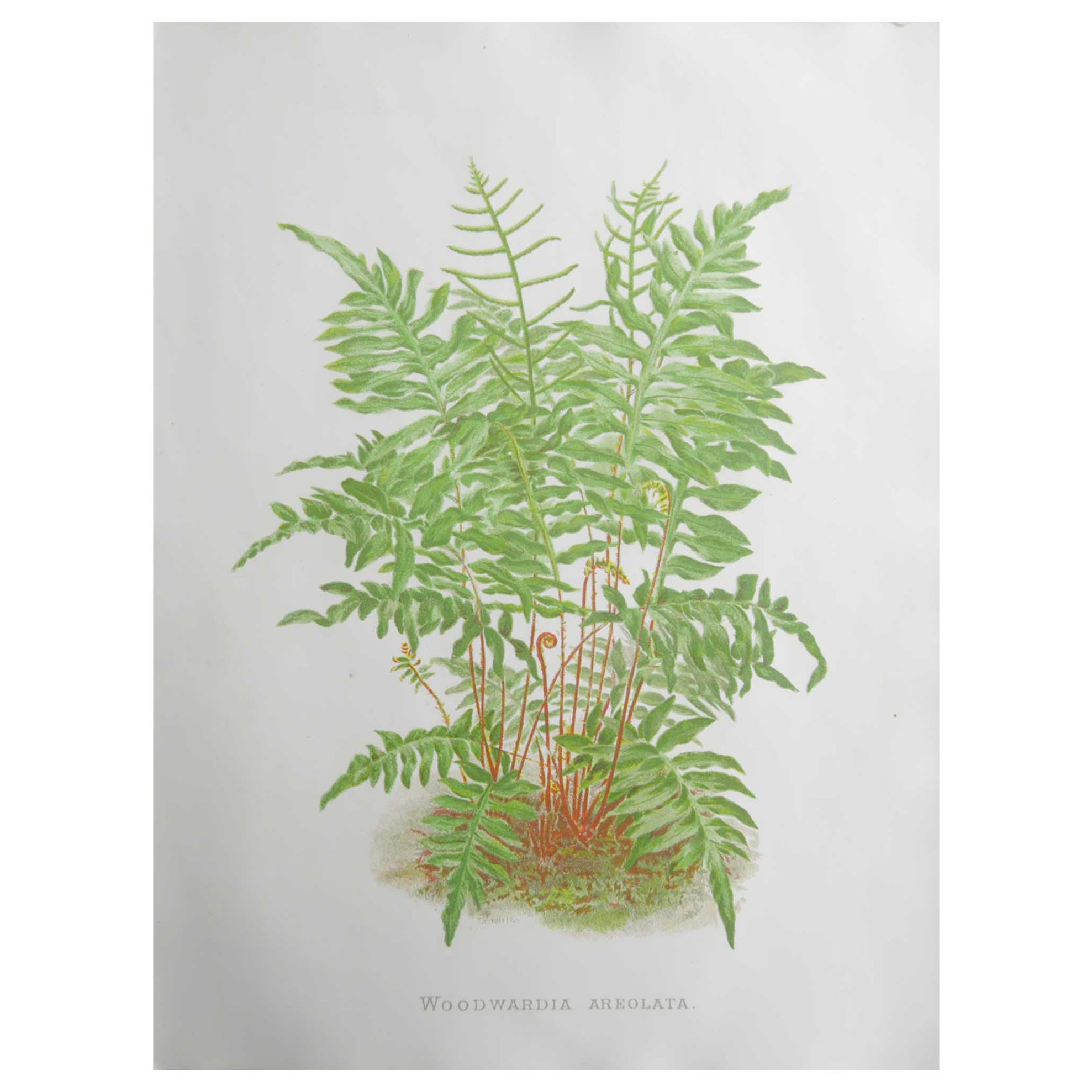 Original Antique Botanical Print - Fern, circa 1870