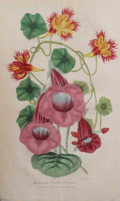 Stampa botanica d'epoca originale - Gloxina Rubra. 1841