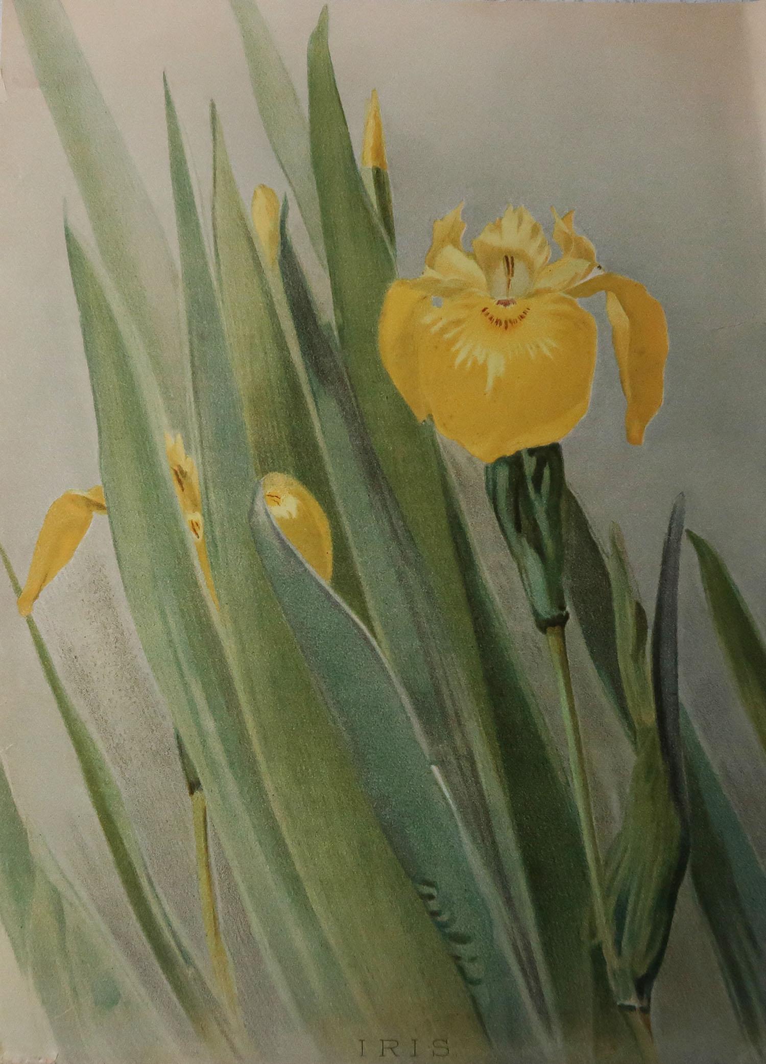 Great image of an iris

Chromo-lithograph

Published by Edward Arnold. C.1860

Unframed. It gives you the option of perhaps making a set up using your own choice of frames.














