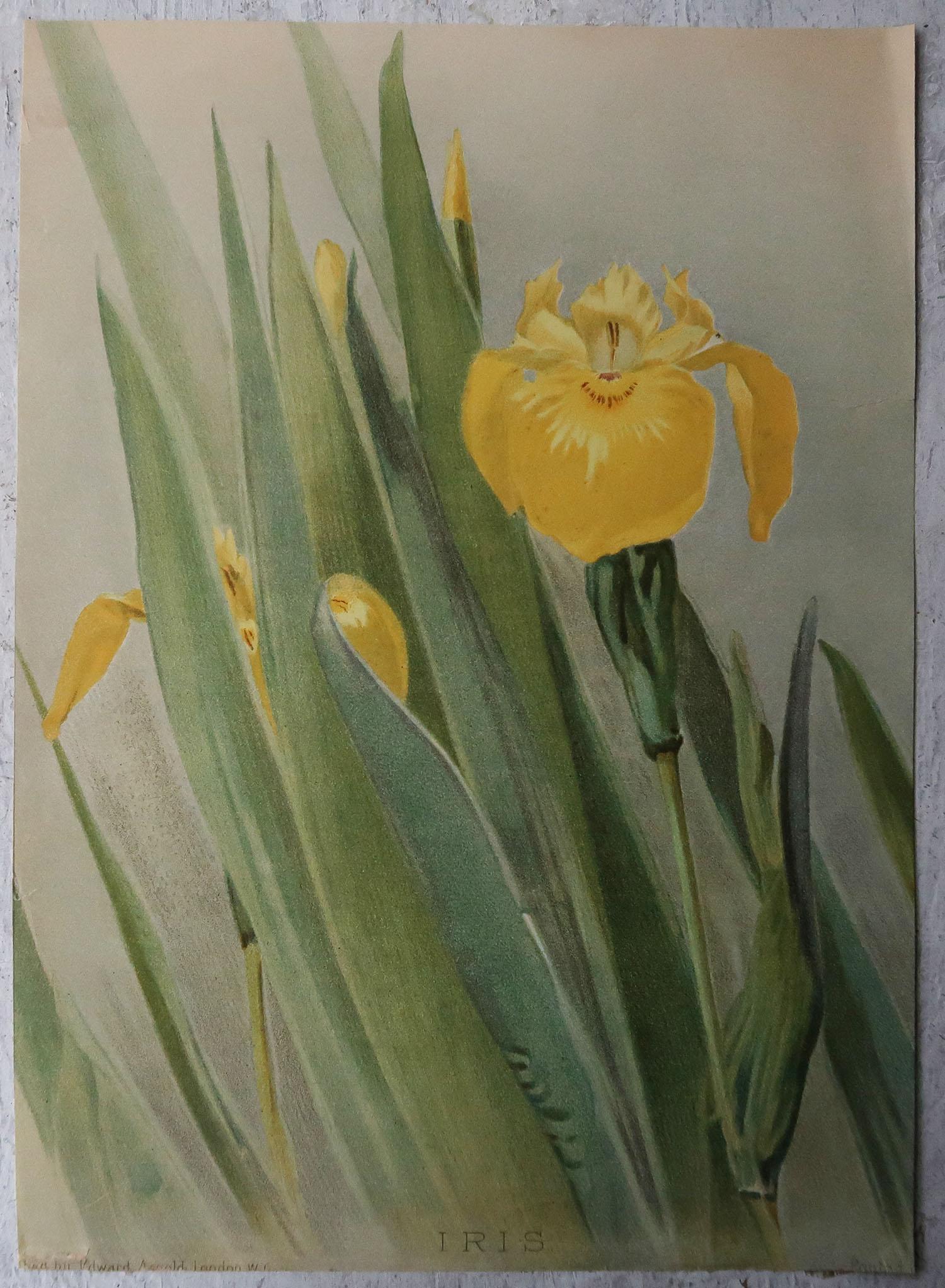 English Original Antique Botanical Print- Iris, Arnold, C.1860