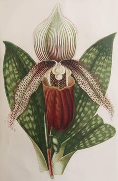 Original Antique Botanical Print - Lady Slipper Orchid, circa 1870