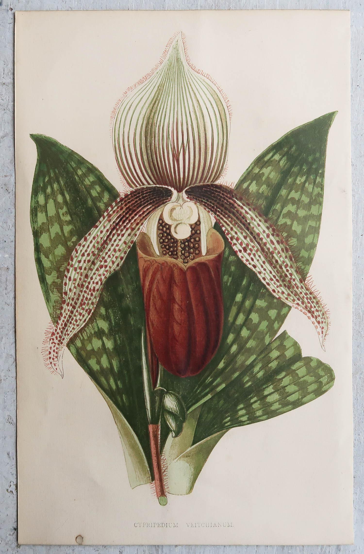 Victorian Original Antique Botanical Print - Lady Slipper Orchid, circa 1870