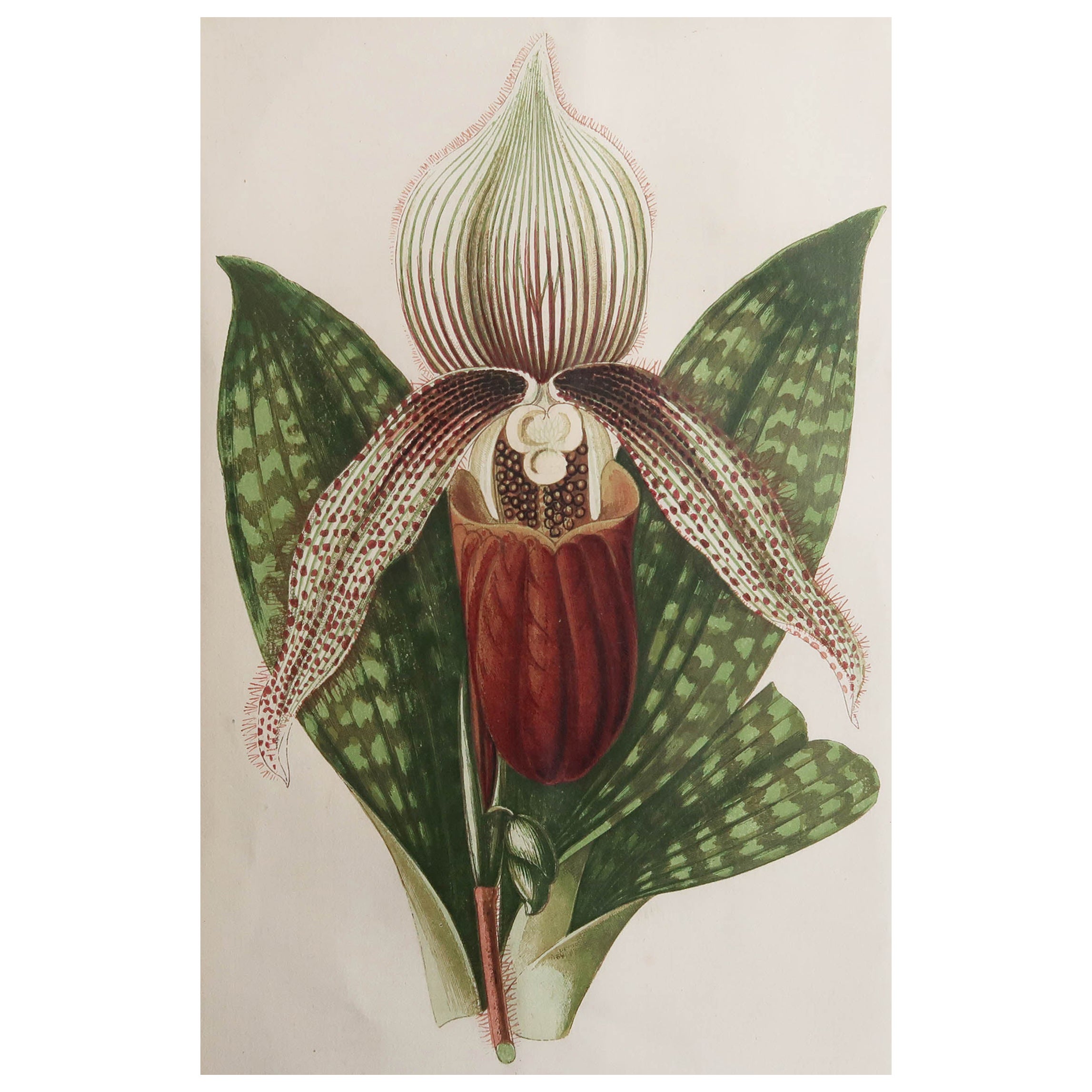 Original Antique Botanical Print - Lady Slipper Orchid, circa 1870
