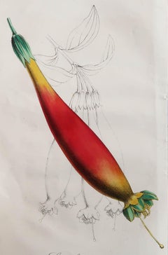 Original Antique Botanical Print, Lisianthus Princeps, circa 1835