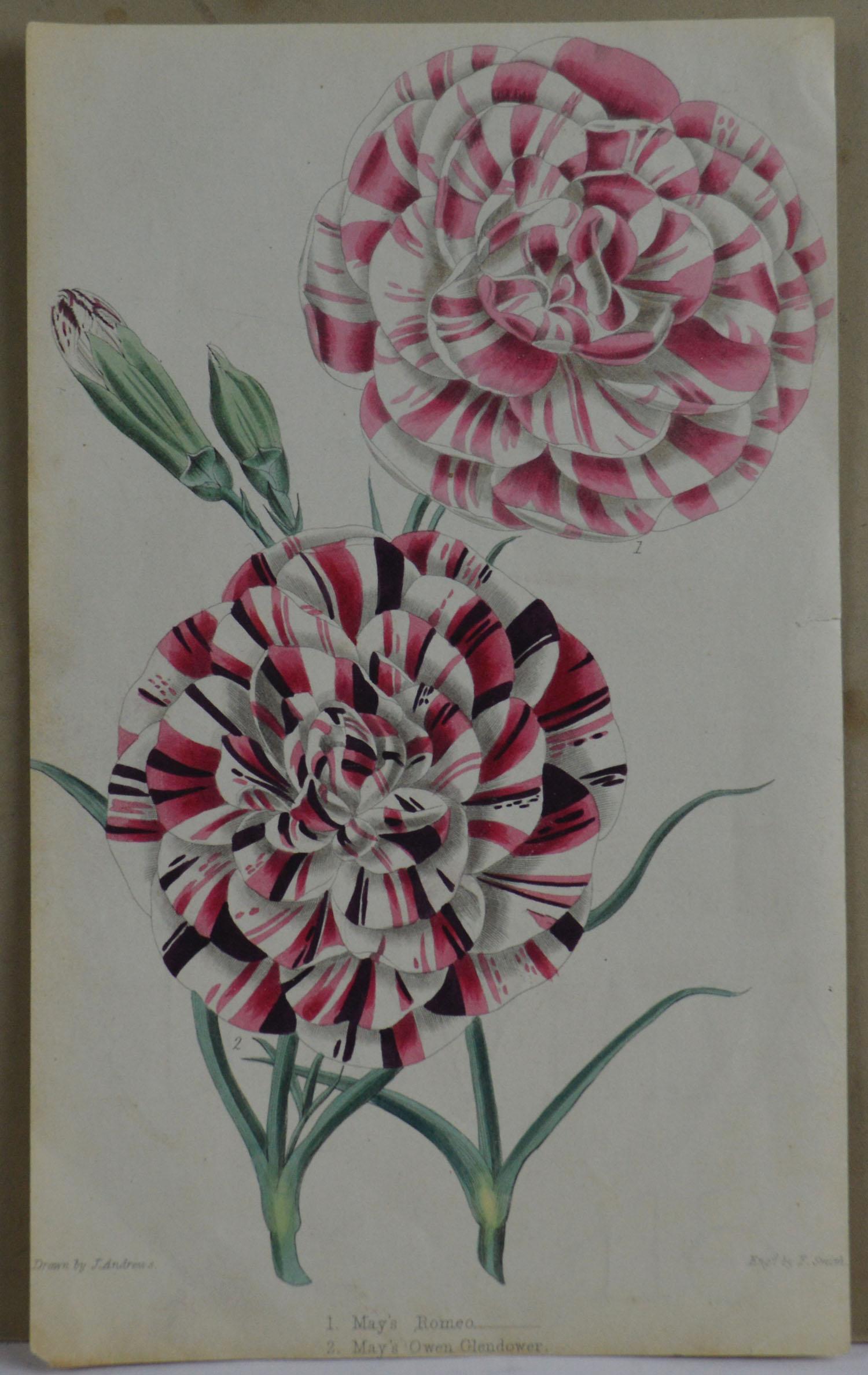 Chinese Export Original Antique Botanical Print - May's Romeo.  Unframed, circa 1850