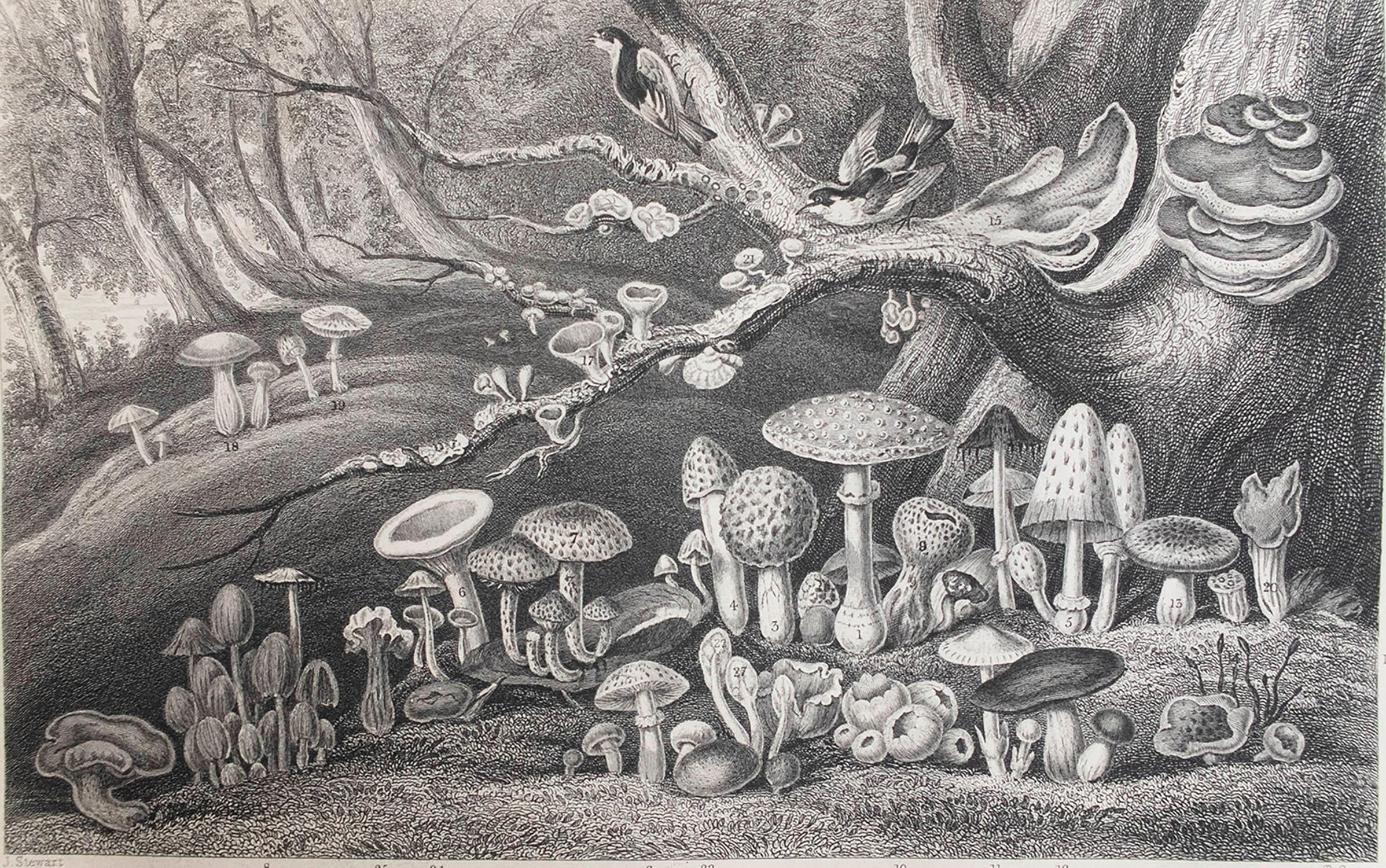 Tolles Bild von Pilzen

Stahlstich 

Veröffentlicht von Blackie. C.1870

Ungerahmt.

Kostenloser Versand.