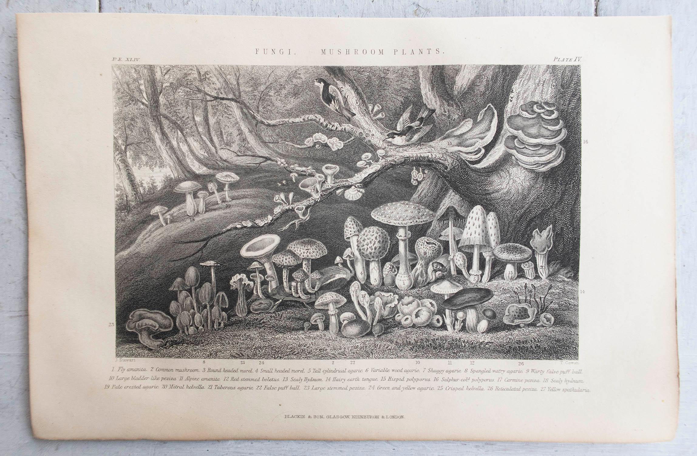 Victorian Original Antique Botanical Print, Mushrooms , C.1870