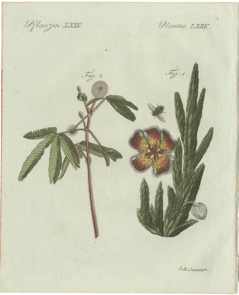 Original Antique Botanical Print of Carrion Flower and Mimosa by Bertuch, 1805