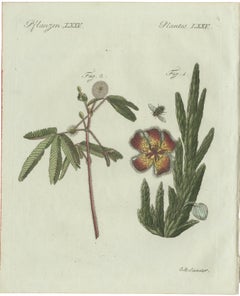 Original Antique Botanical Print of Carrion Flower and Mimosa by Bertuch, 1805