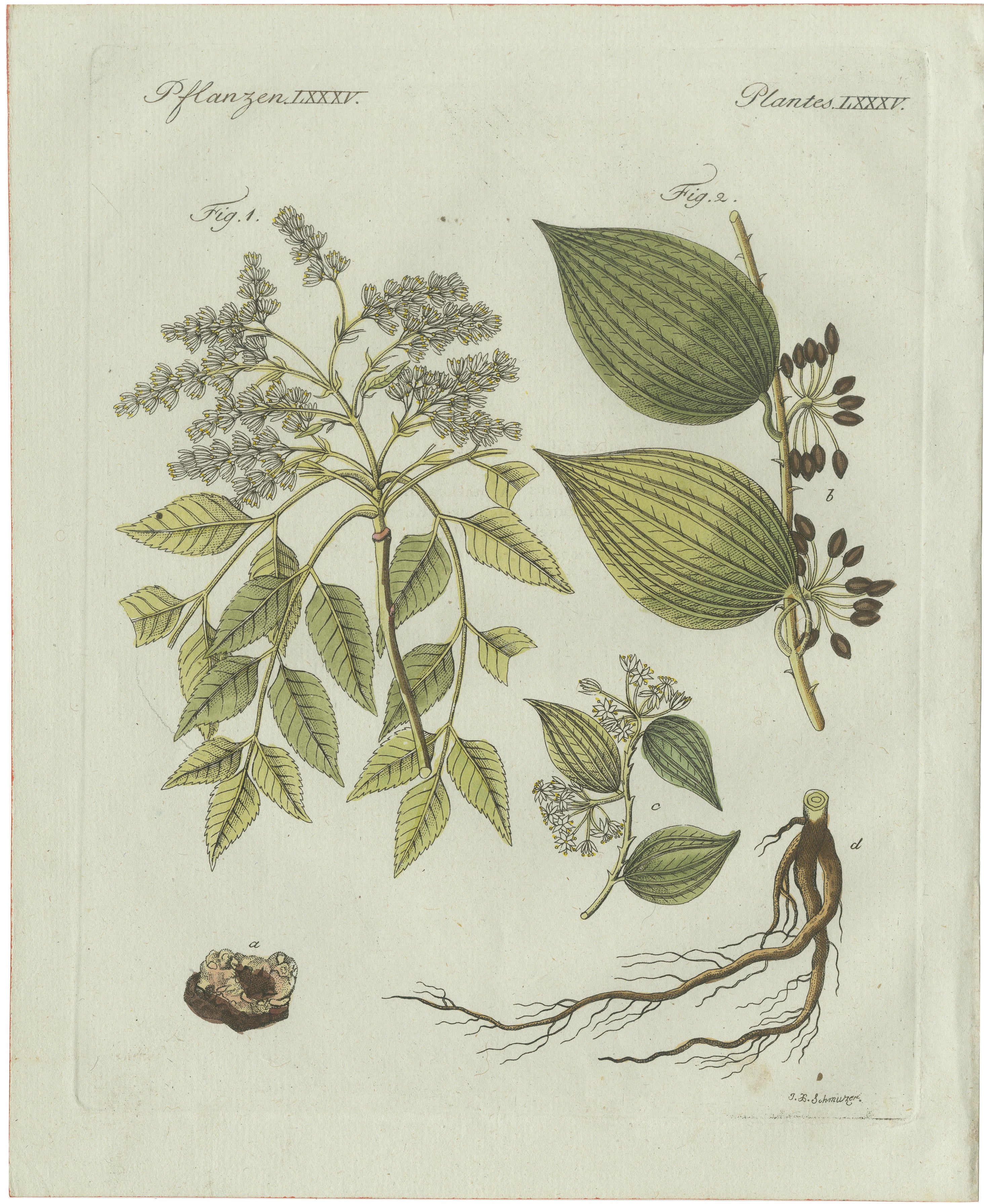 Original-Antikdruck mit botanischer Darstellung von Süßholz und Johannisbrot von Bertuch, 1805