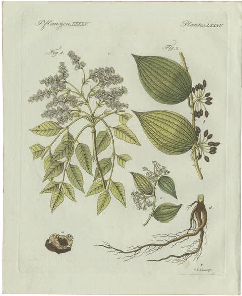 Original Antique Botanical Print of Licorice and Carob by Bertuch, 1805