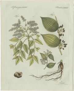 Stampa botanica d'epoca originale raffigurante liquirizia e carruba di Bertuch, 1805