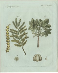 Stampa botanica d'epoca originale raffigurante il frassino della manna e la salsapariglia, opera di Bertuch, 1805