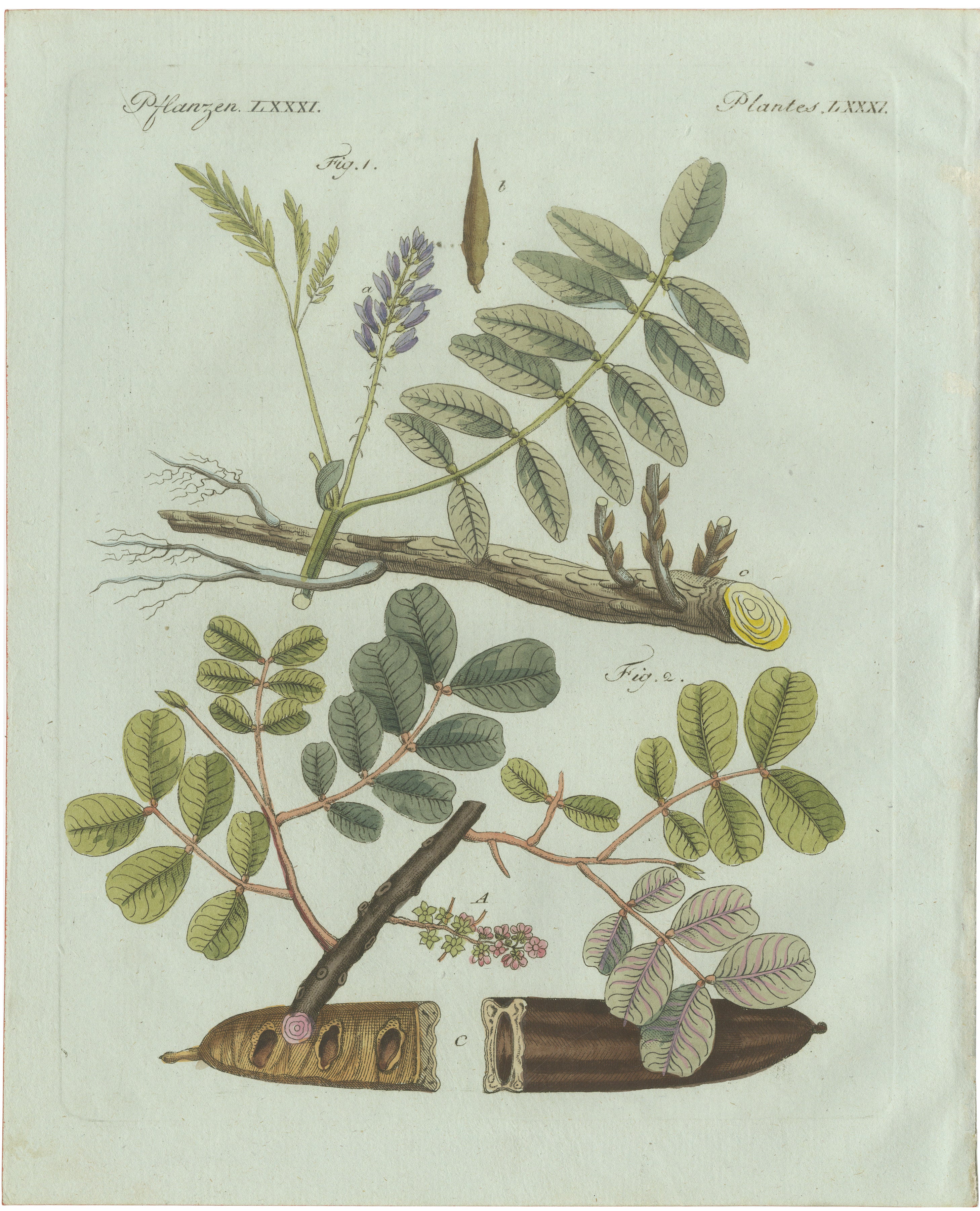 Stampa botanica d’epoca originale raffigurante alberi della gomma e della gomma arabica di Bertuch, 1802