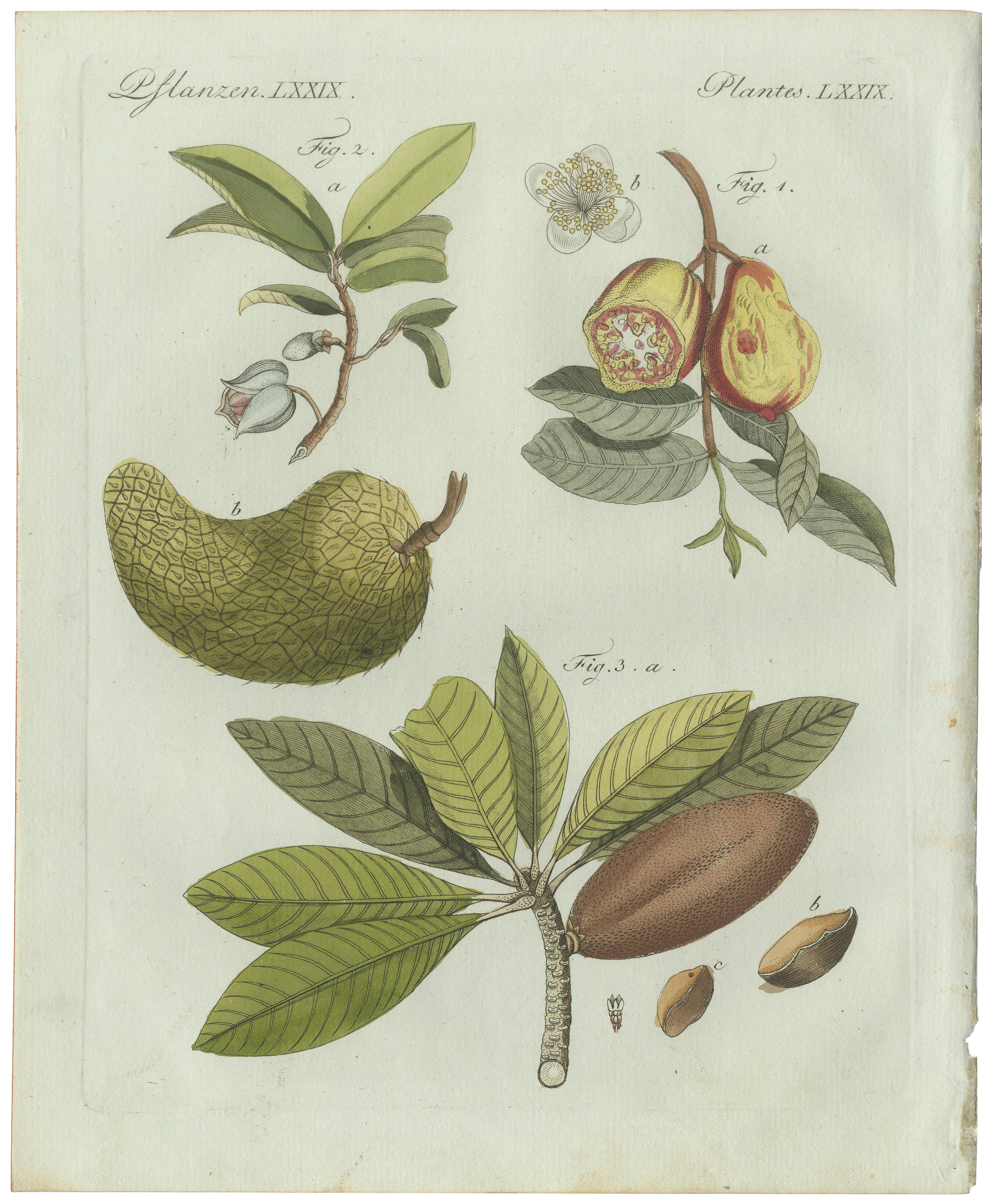 Original Antique Botanical Print of Tropical Fruits by Bertuch, c. 1800