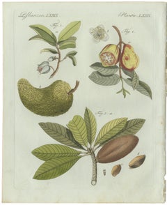 Original-Antikdruck mit botanischen Darstellungen tropischer Früchte von Bertuch, um 1800