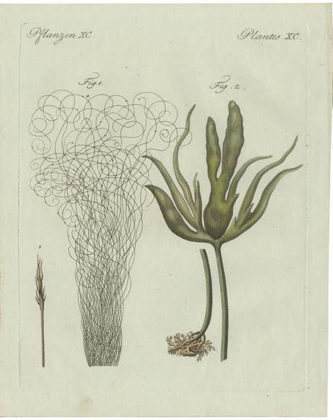 Original Antique Botanical Print of Two Remarkable Seaweeds by Bertuch, 1802