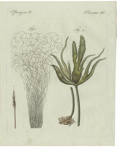 Original Antique Botanical Print of Two Remarkable Seaweeds by Bertuch, 1802