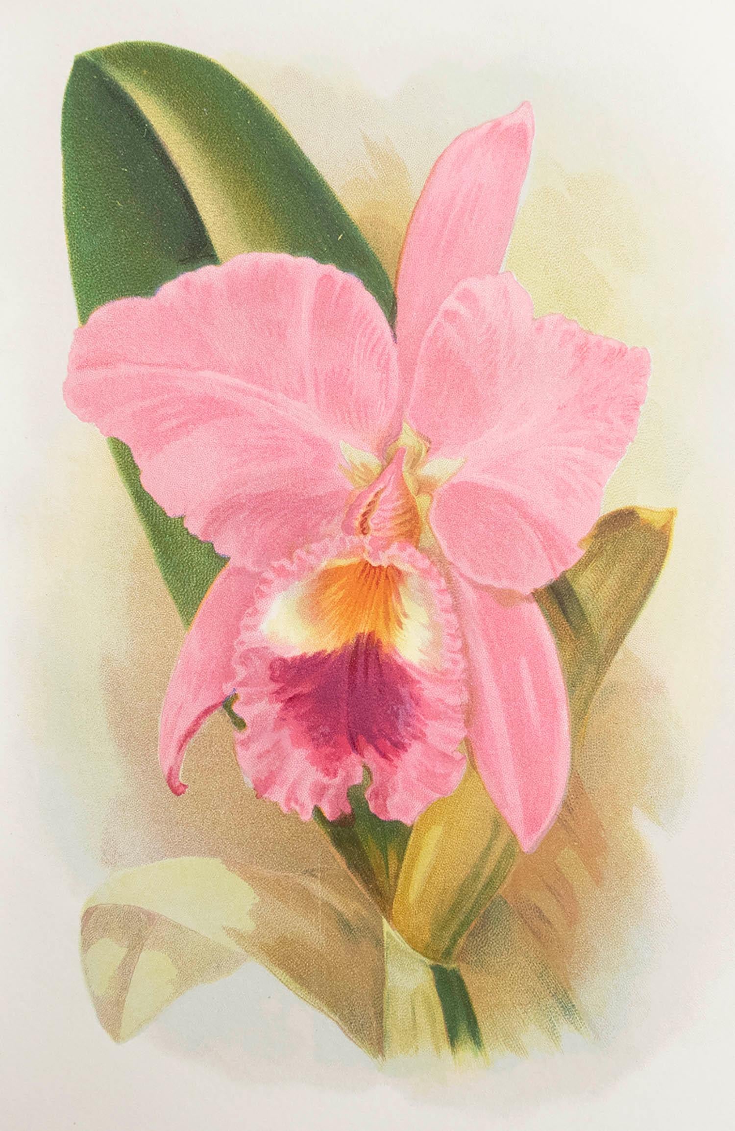 Great image of an orchid

Unframed. 

Chromo-lithograph

Published, C.1900

The measurement is the paper size of the print

Free shipping.




