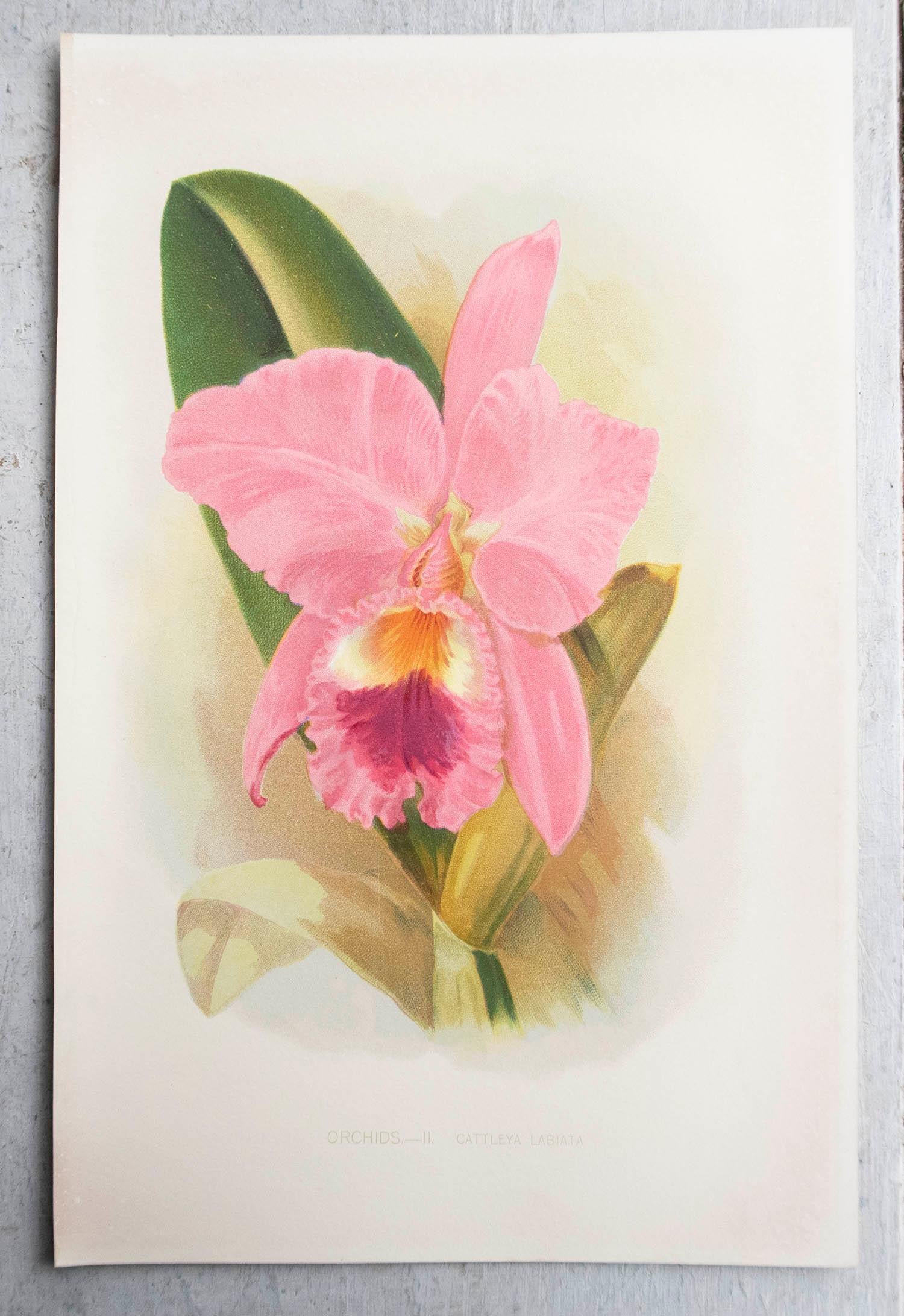 Folk Art Original Antique Botanical Print - Orchid . C.1900