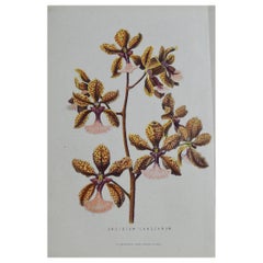 Original Antique Botanical Print, Orchid Onchinium, Unframed, circa 1850