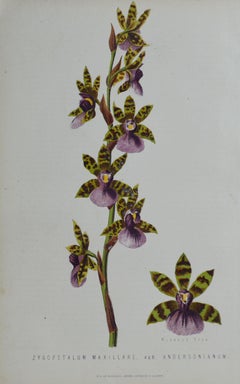 Stampa botanica originale antica Orchidea Zygopetalum, senza cornice, circa 1850
